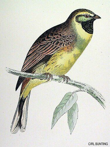 Cirl Bunting