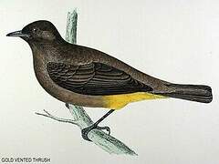 Cape Bulbul