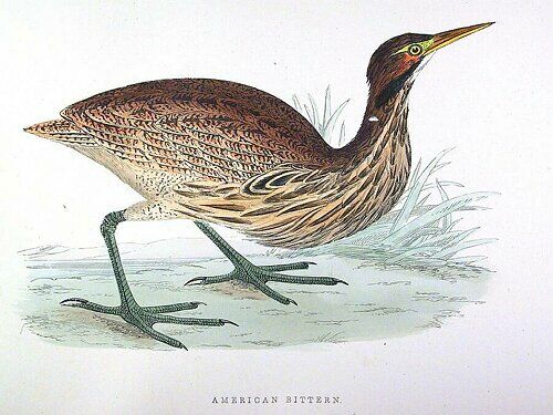 American Bittern