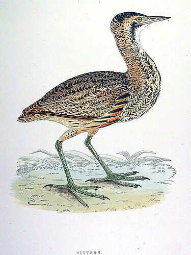 Eurasian Bittern