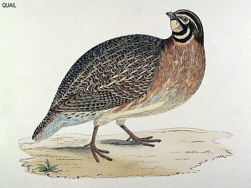 Common Quail