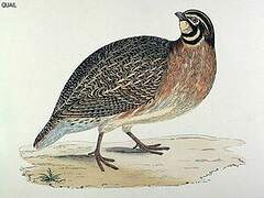 Common Quail