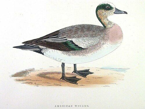 American Wigeon