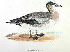 American Wigeon