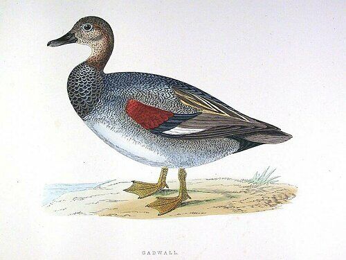 Gadwall