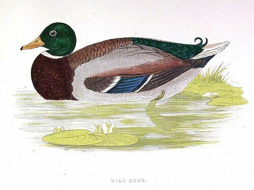 Mallard