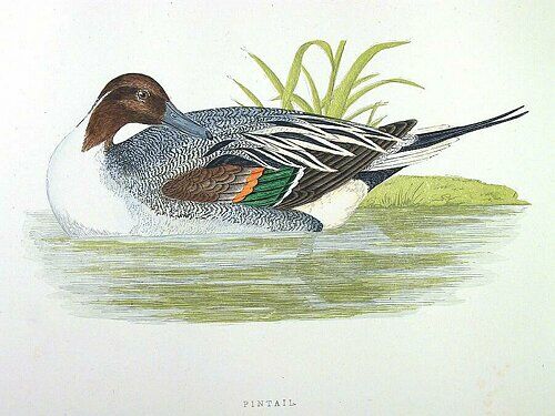 Northern Pintail