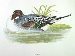 Northern Pintail