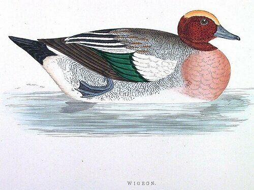 Eurasian Wigeon