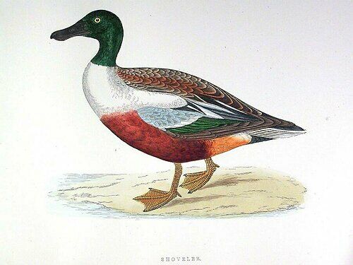 Northern Shoveler