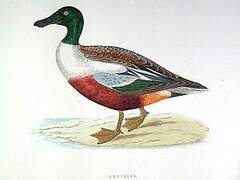 Canard souchet