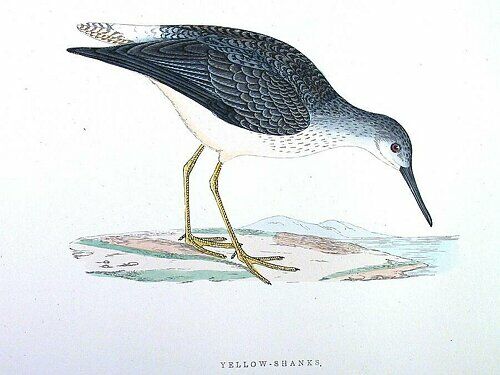 Lesser Yellowlegs