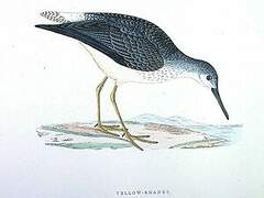 Lesser Yellowlegs