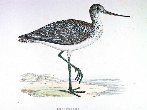 Common Greenshank