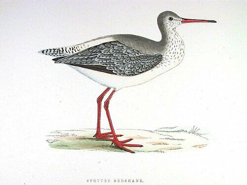 Spotted Redshank