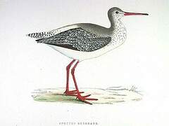 Spotted Redshank