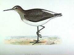 Green Sandpiper