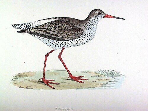 Common Redshank