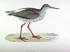 Common Redshank