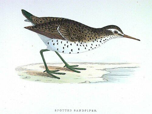 Spotted Sandpiper