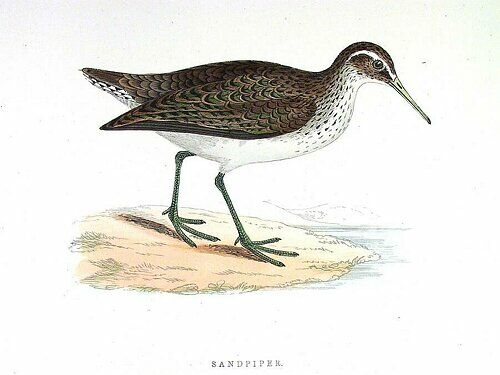 Common Sandpiper