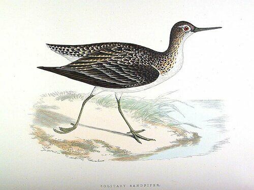 Solitary Sandpiper