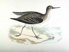 Solitary Sandpiper