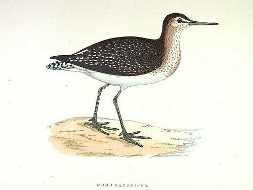 Wood Sandpiper