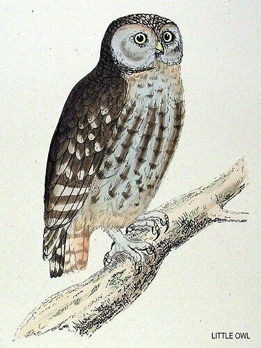 Little Owl