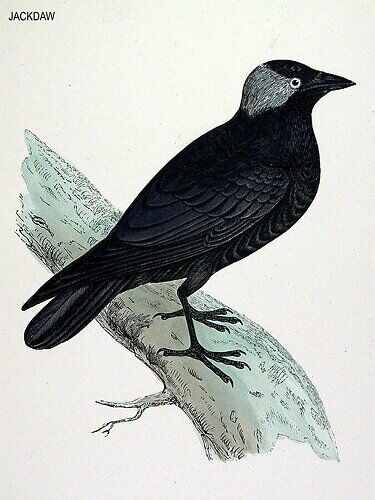 Western Jackdaw