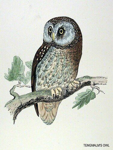 Boreal Owl