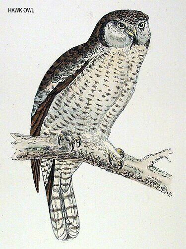 Northern Hawk-Owl