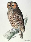 Tawny Owl