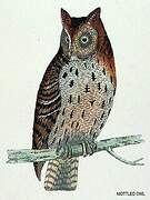 Mottled Owl