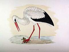 White Stork