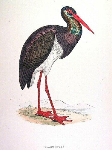 Black Stork