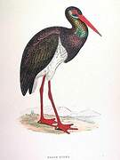 Black Stork