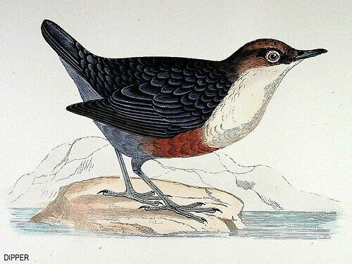 White-throated Dipper