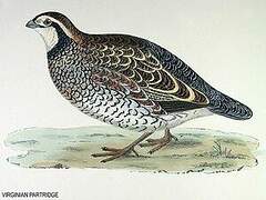 Northern Bobwhite