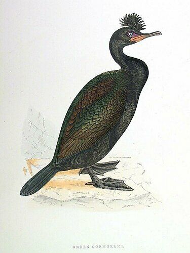 European Shag