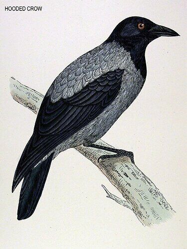 Hooded Crow