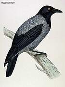 Hooded Crow