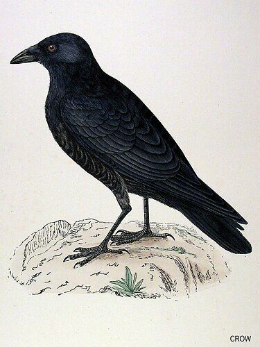 Carrion Crow