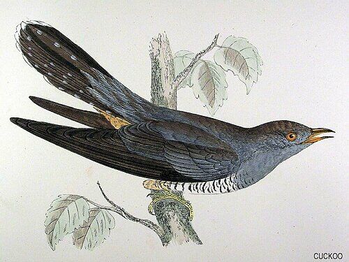 Common Cuckoo