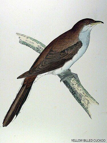 Yellow-billed Cuckoo