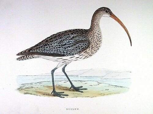 Eurasian Curlew