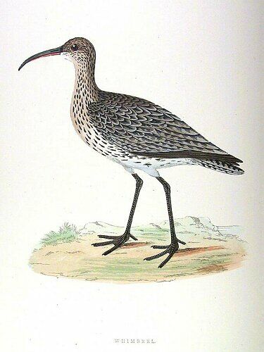 Eurasian Whimbrel