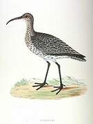 Eurasian Whimbrel