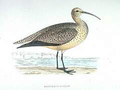 Eskimo Curlew