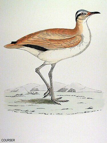 Cream-colored Courser